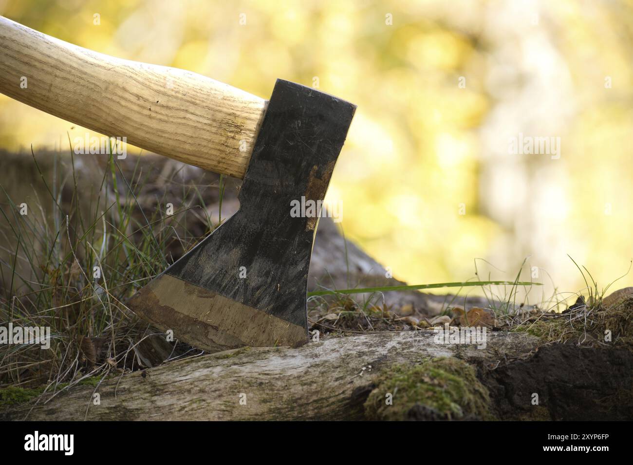 Axe or chopper stuck in a moss covered log of wood in a forest, close up side view. Conceptual of outdoor lifestyle or camping Stock Photo