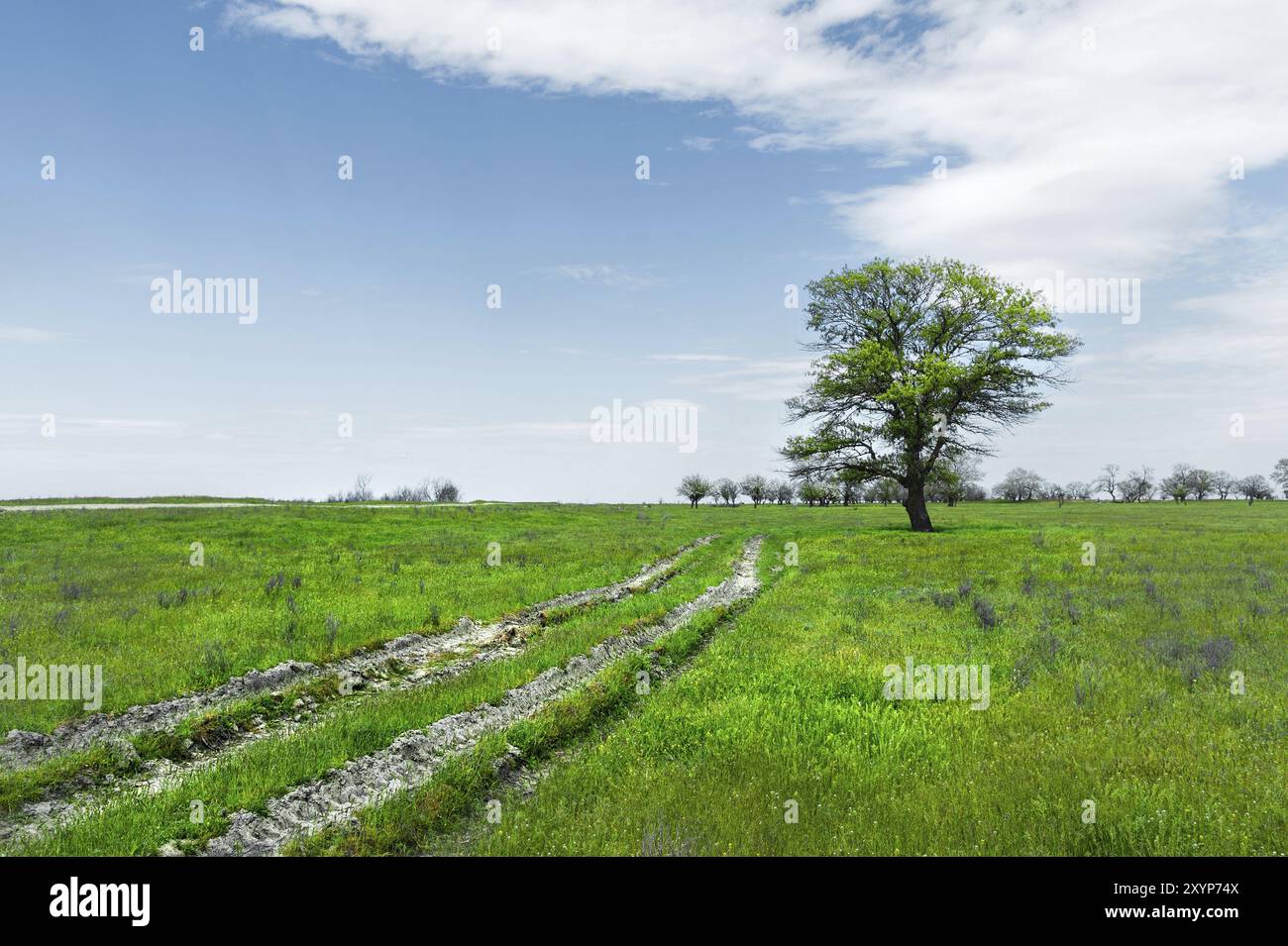 Summer landscape with green grass, road and clouds Stock Photo - Alamy