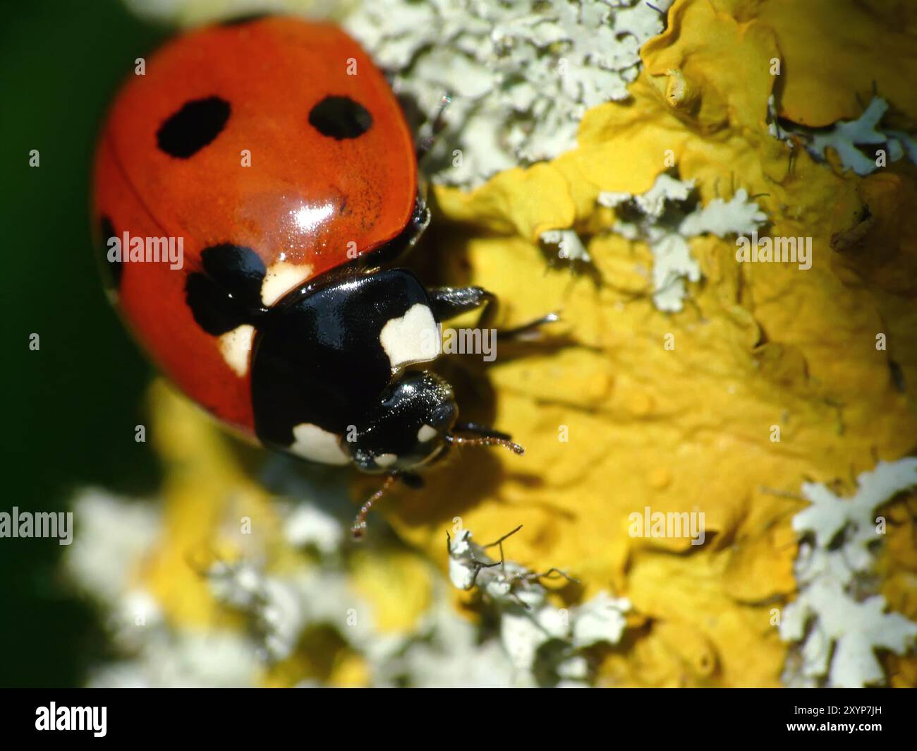 Marienkäfer Ballbläser 2er Pack - Schwebe Ball Spielzeug Mit USB Für Kinder