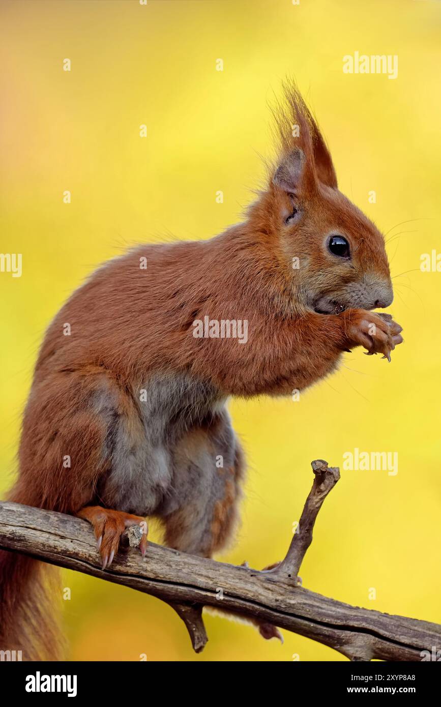 Eurasian squirrel eats bird food Stock Photo