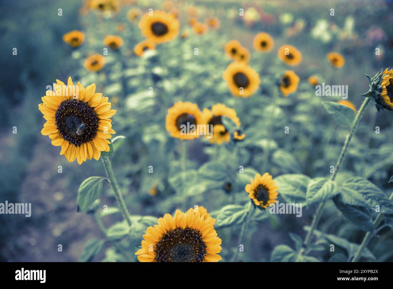 Field of blooming sunflowers, summer Stock Photo - Alamy