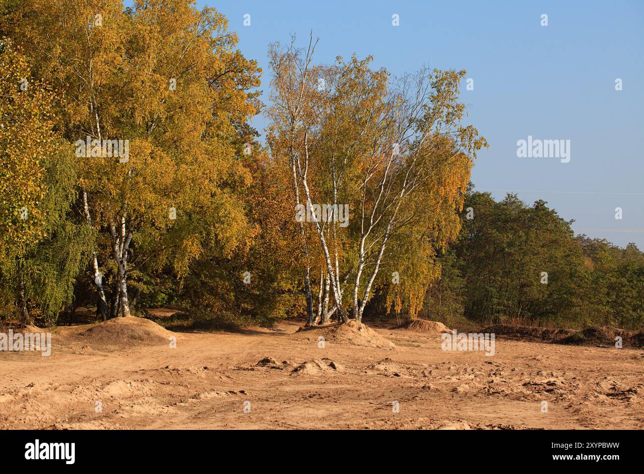Birch trees in autumn from below hi-res stock photography and images ...