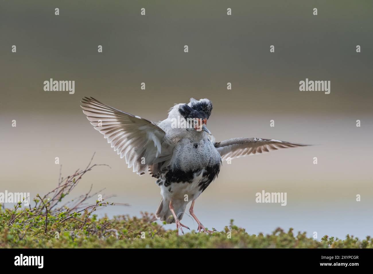 Male ruff calidris pugnax displaying hi-res stock photography and ...