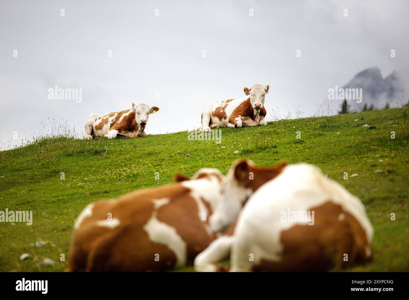 Cows on the mountain pasture in summer in the Austrian Alps Stock Photo ...