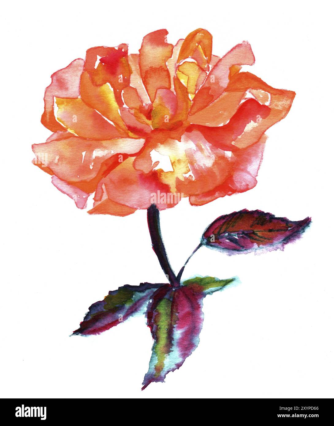 Watercolor drawing of vibrant rose flower on a white background, hand painted in a loose style. Decorative element for a greeting card or wedding invi Stock Photo