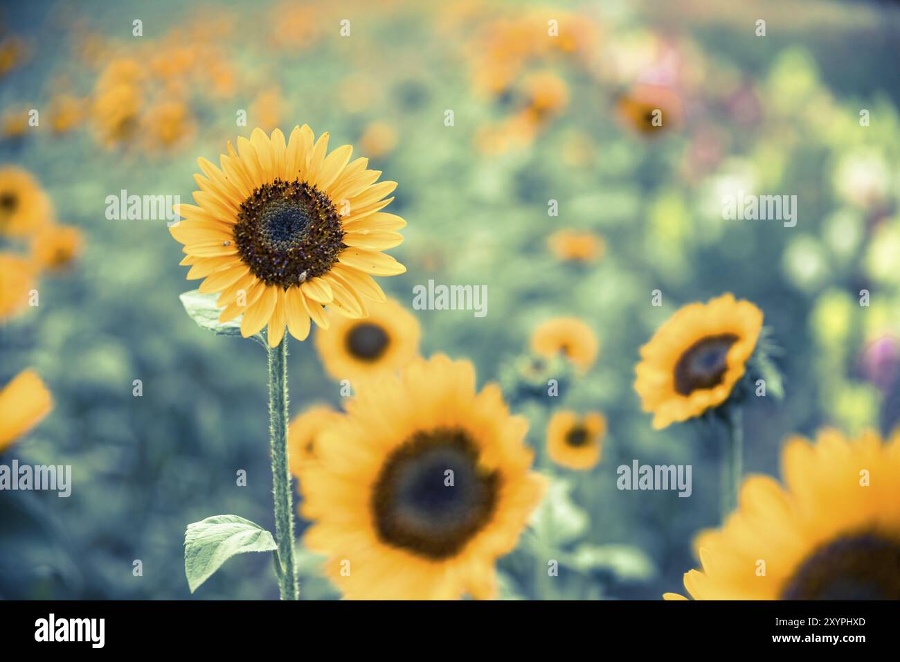 Field of blooming sunflowers, summer Stock Photo - Alamy
