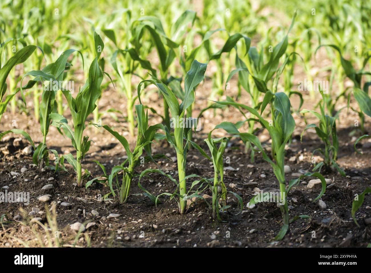 Rows of small young corn growing. View of corn field in summer day Stock Photo