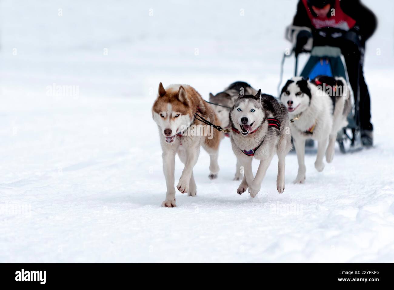 Sled tracks on snow covered hi-res stock photography and images - Alamy