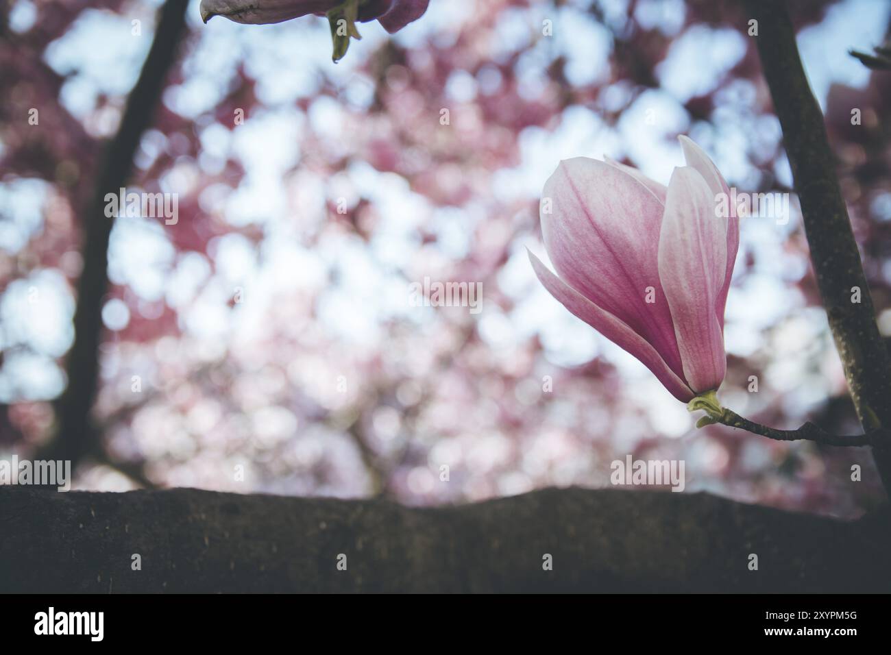 Blooming magnolia tree in spring, pink beautiful blossoms Stock Photo ...