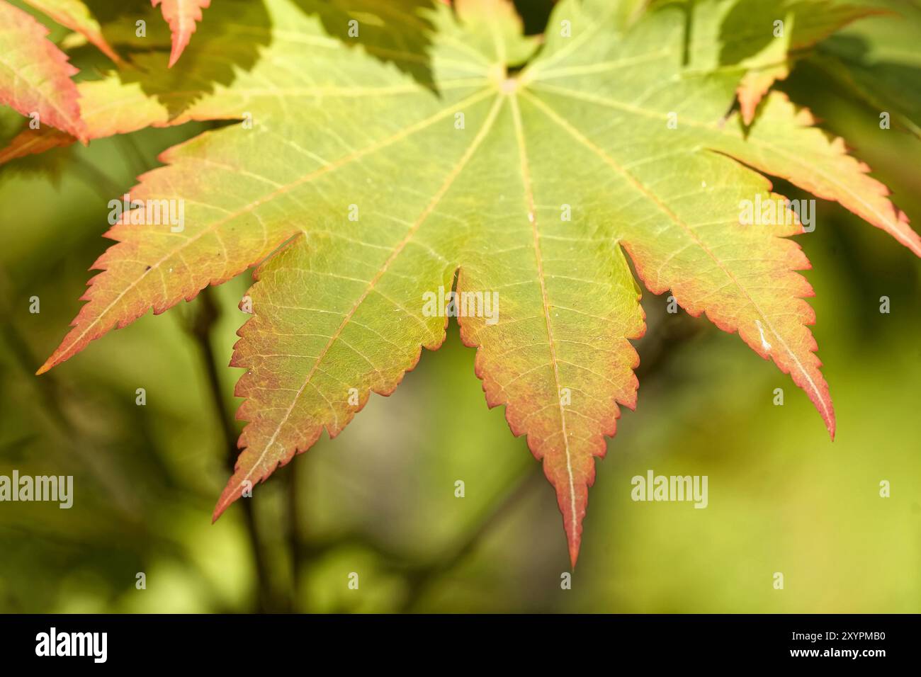 Downy japanese maples hi-res stock photography and images - Alamy