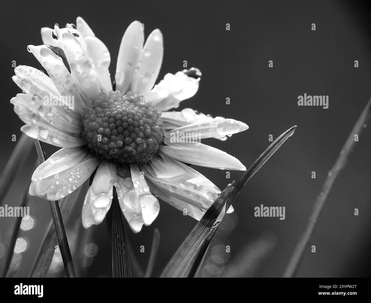 Blooming flowers daisies Black and White Stock Photos & Images - Alamy
