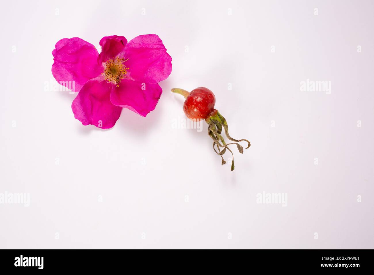Rose flower sketch floral hi-res stock photography and images - Alamy