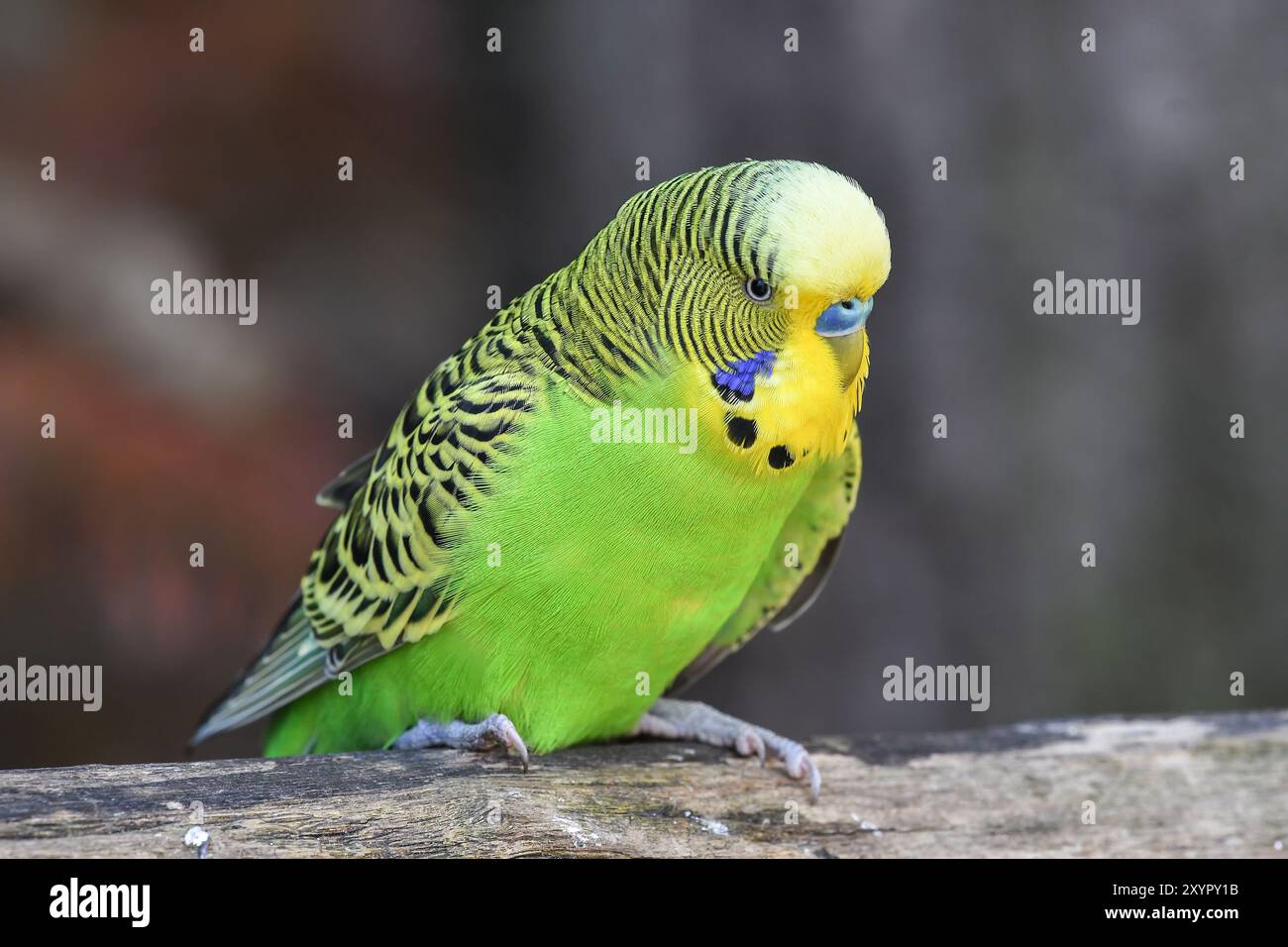 Budgie様 The Mysteries of Half-Sider Budgies Revealed!