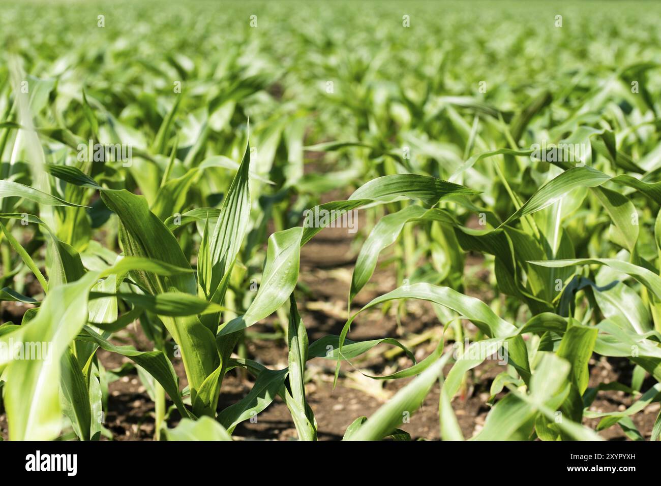 Agriculture shot rows young corn hi-res stock photography and images ...