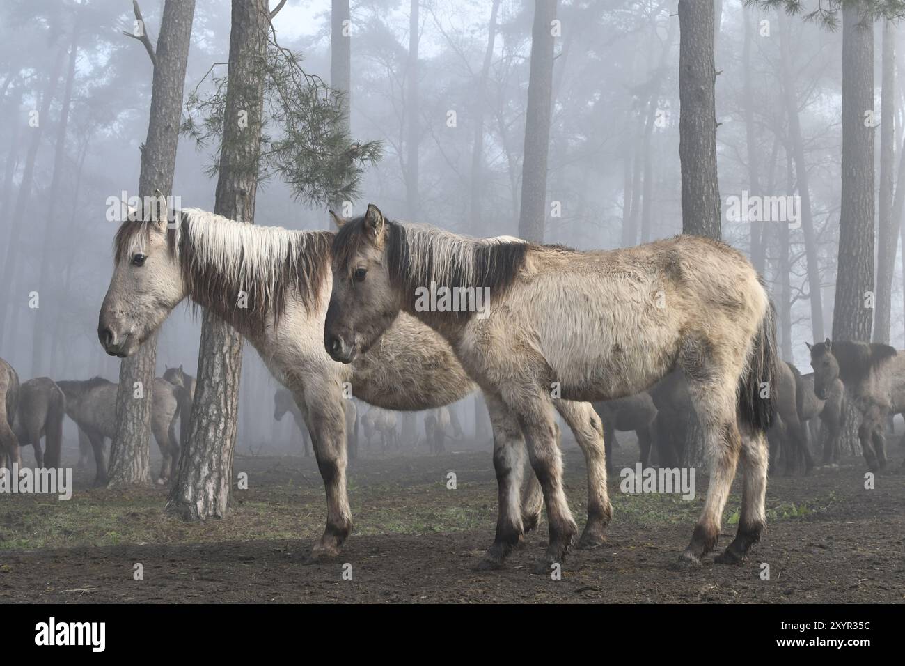 Two fallen Duelmen wild horses in winter coat standing side by side at ...