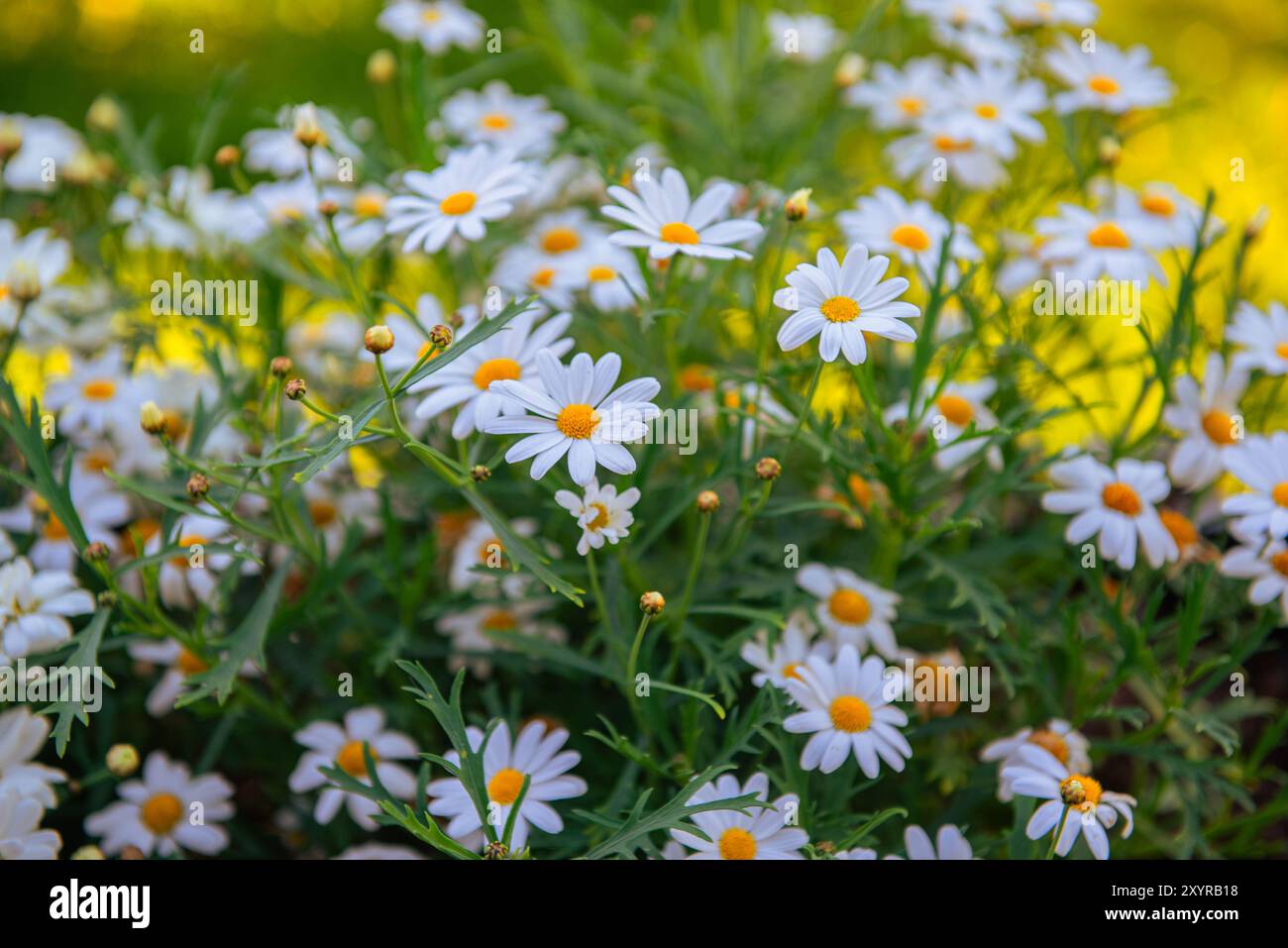 Chamomile sun on field hi-res stock photography and images - Alamy