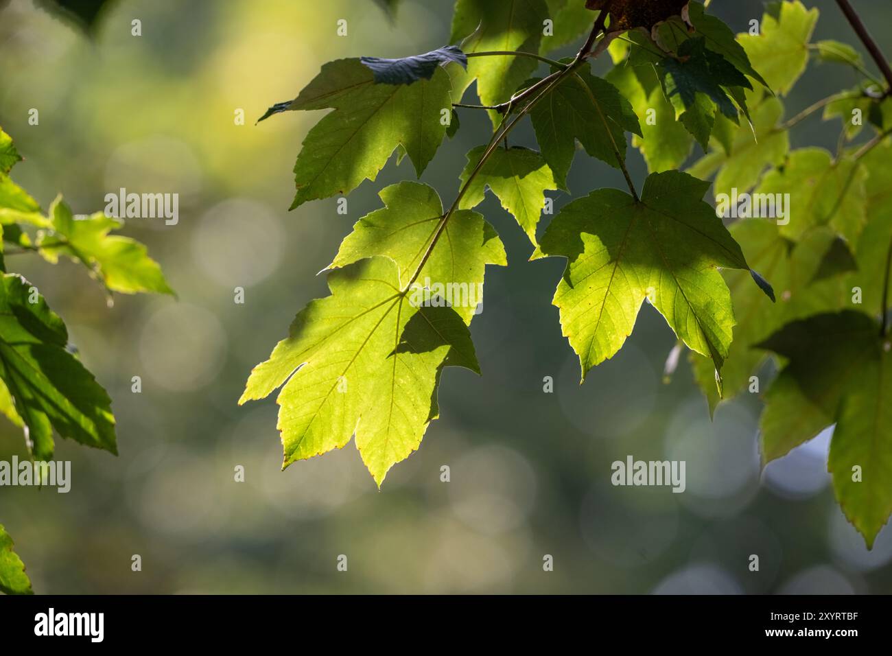 , Deutschland, Rheinland-Pfalz, Speyer, Dog-Station, Rheintorstraße, Speyer, Rheinland-Pfalz, 67346, Deutschland, 30.08.2024,  Makroaufnahme von grüne Stock Photo
