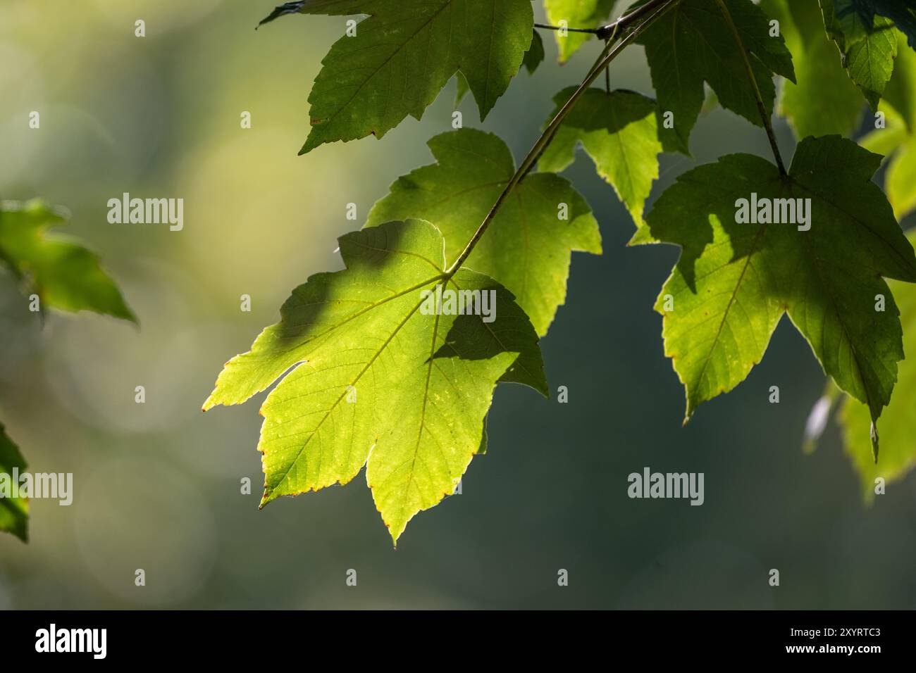 , Deutschland, Rheinland-Pfalz, Speyer, Dog-Station, Rheintorstraße, Speyer, Rheinland-Pfalz, 67346, Deutschland, 30.08.2024,  Makroaufnahme von grüne Stock Photo