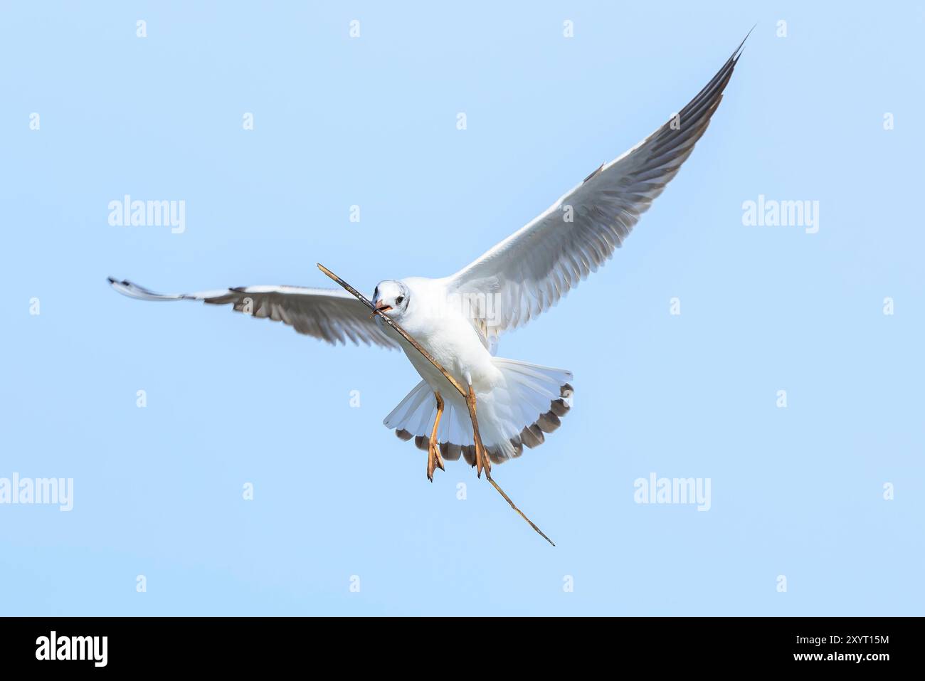 Close-up of a Black-headed gull, Chroicocephalus ridibundus, in-flight Stock Photo