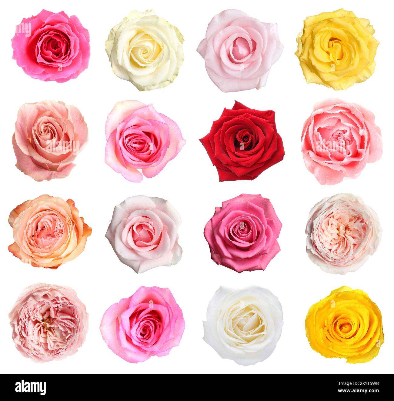 Set different roses isolated Cut Out Stock Images & Pictures - Alamy