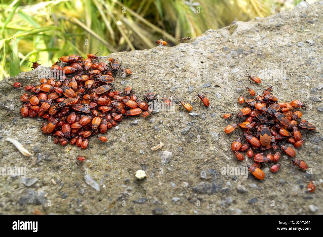 Pyrrhocoris apterus nymph hi-res stock photography and images - Alamy