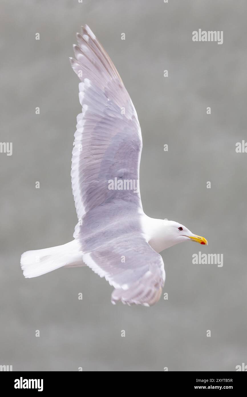 Glaucous-winged Gull (Larus glaucescens) in flight - Glacier Bay ...