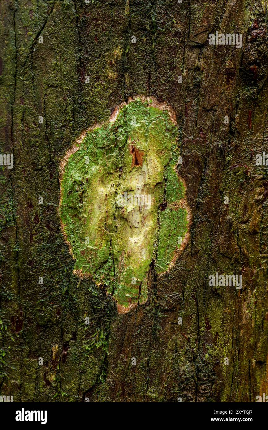 Nature patterns on the tree trunk Stock Photo