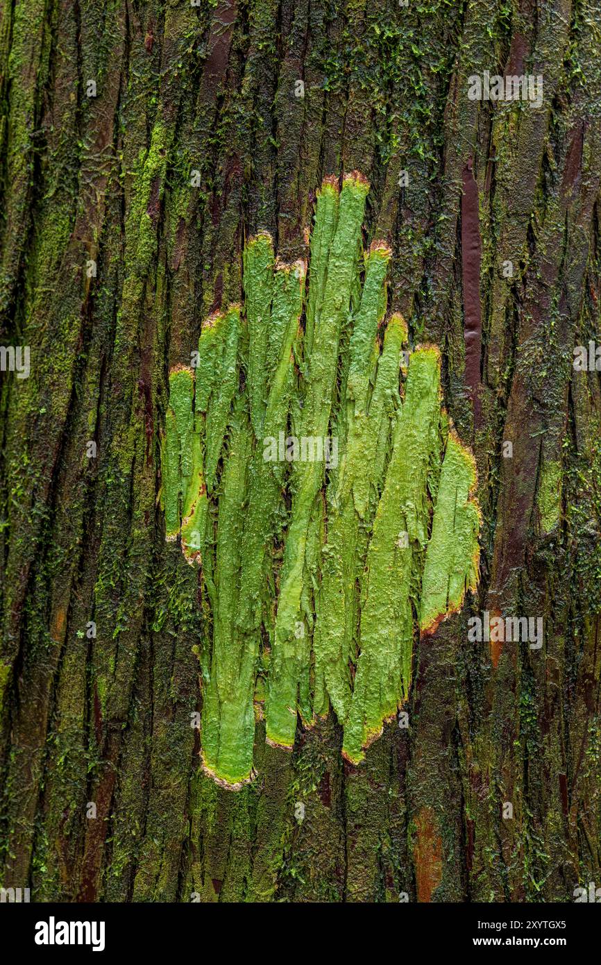 Clumped Pattern Nature Patterns in the nature Stock Photo - Alamy