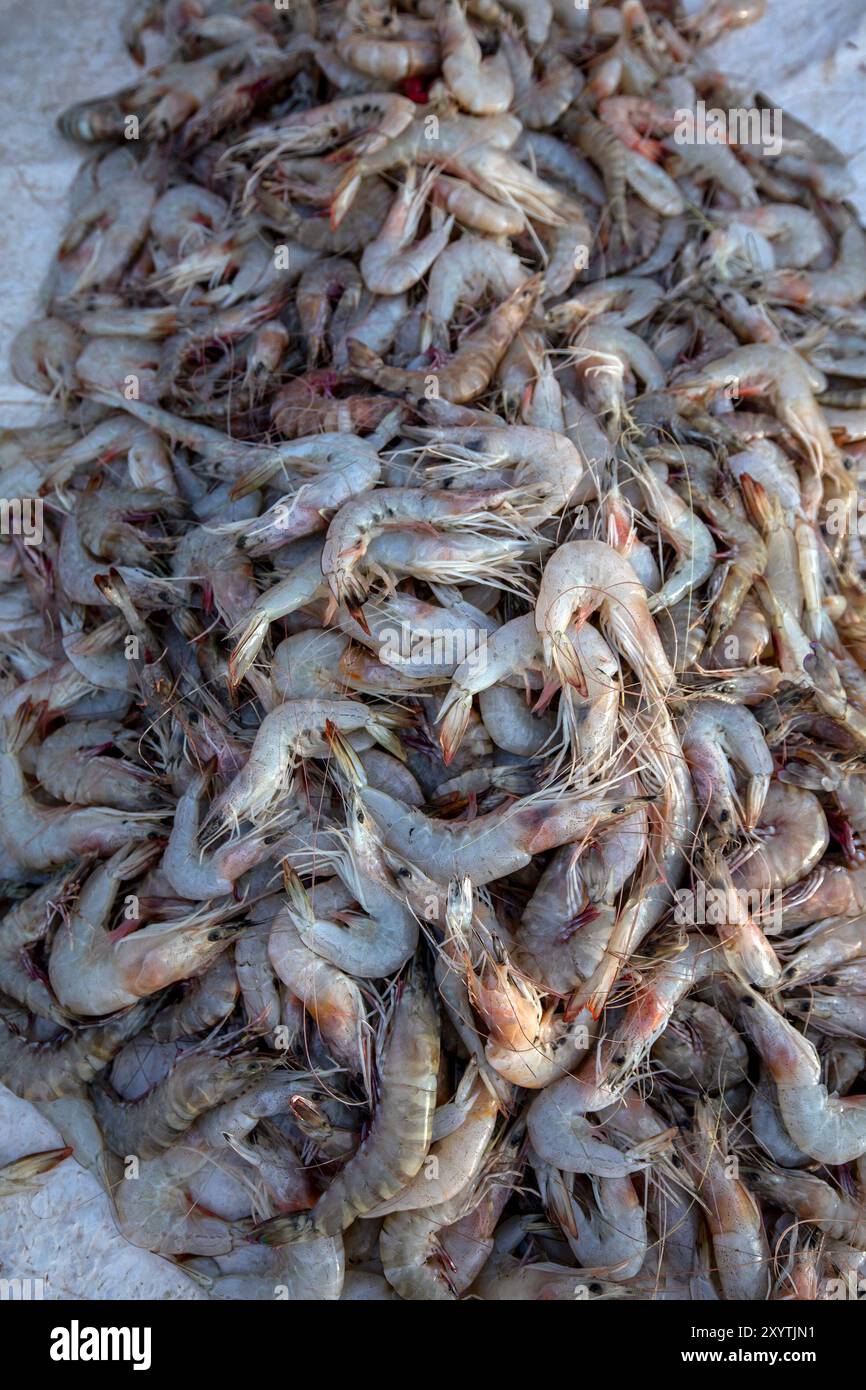 Freshly caught shrimp for sale at the Negombo Fish Market on the west ...