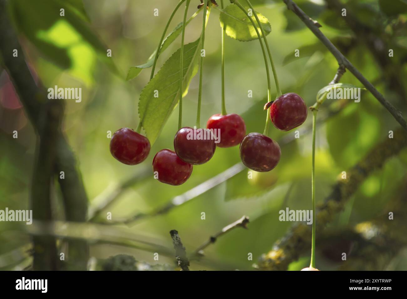 Clusters of bright red cherries in various stages of ripeness, hanging ...