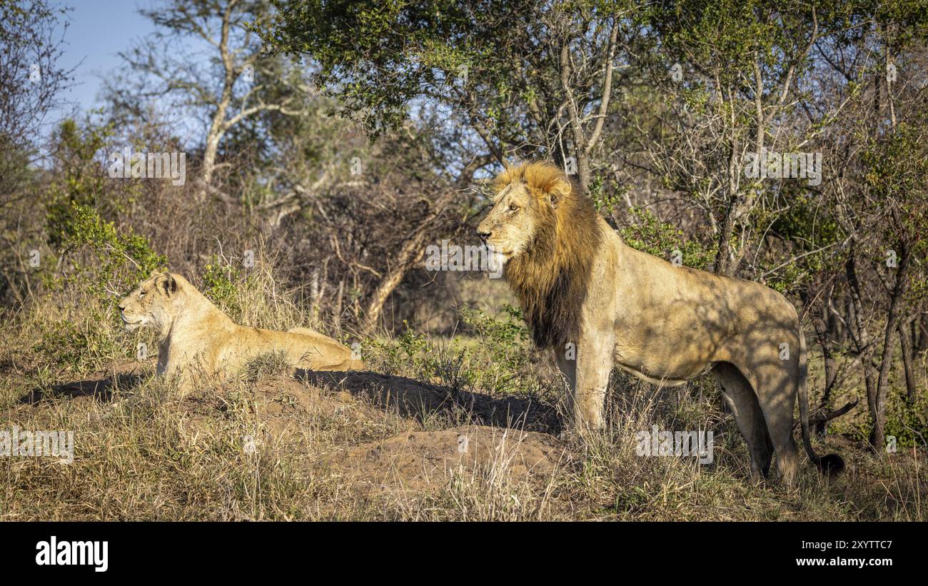 Lion on plains africa hi-res stock photography and images - Alamy