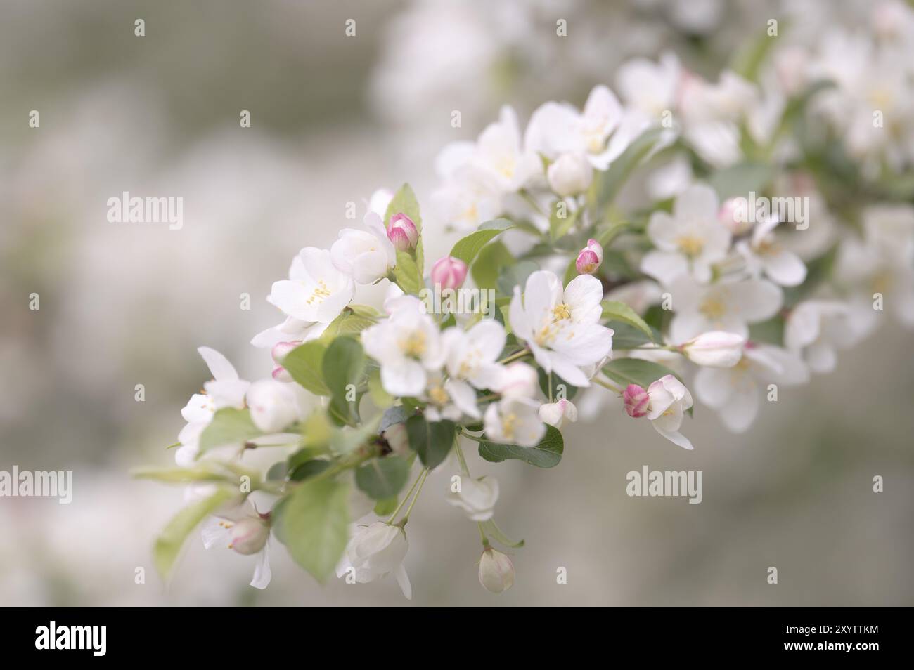 Apple blossom branch with white open flowers and yellow stamens, few closed flowers in pink, green leaves, background light and blurred, Dortmund, Ger Stock Photo