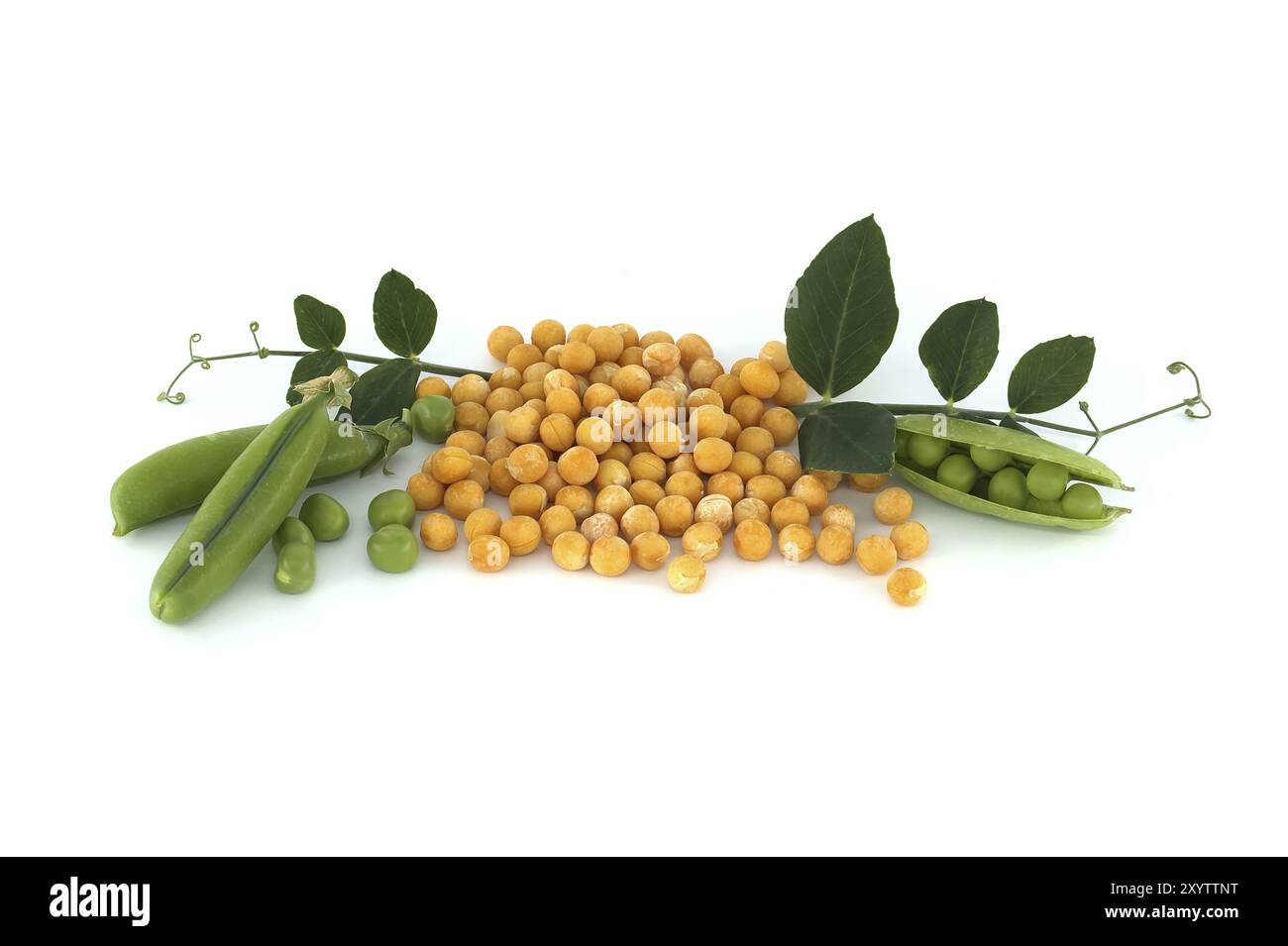 Yellow dried peas surrounded by a green leaf, fresh green peas and pea pods isolated on white background, healthy, plant based diet Stock Photo