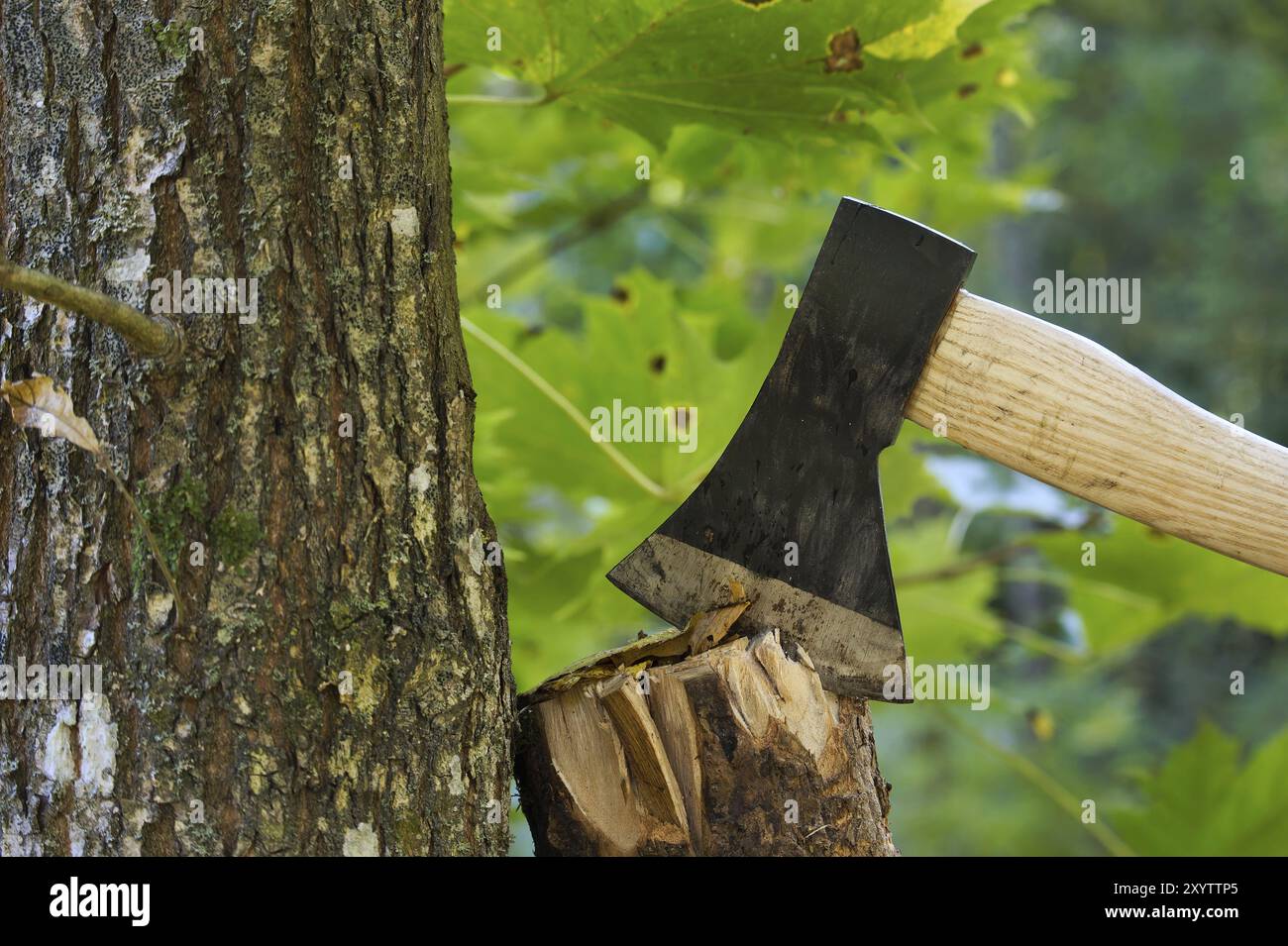 Axe or chopper stuck in log. Hard at work chopping up some firewood for the winter months ahead Stock Photo