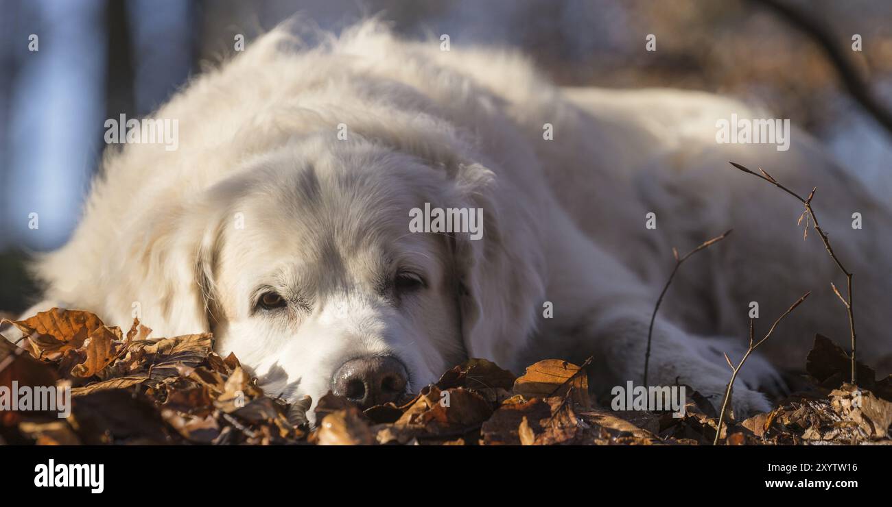 Golden Retriever lying in the leaves Stock Photo - Alamy