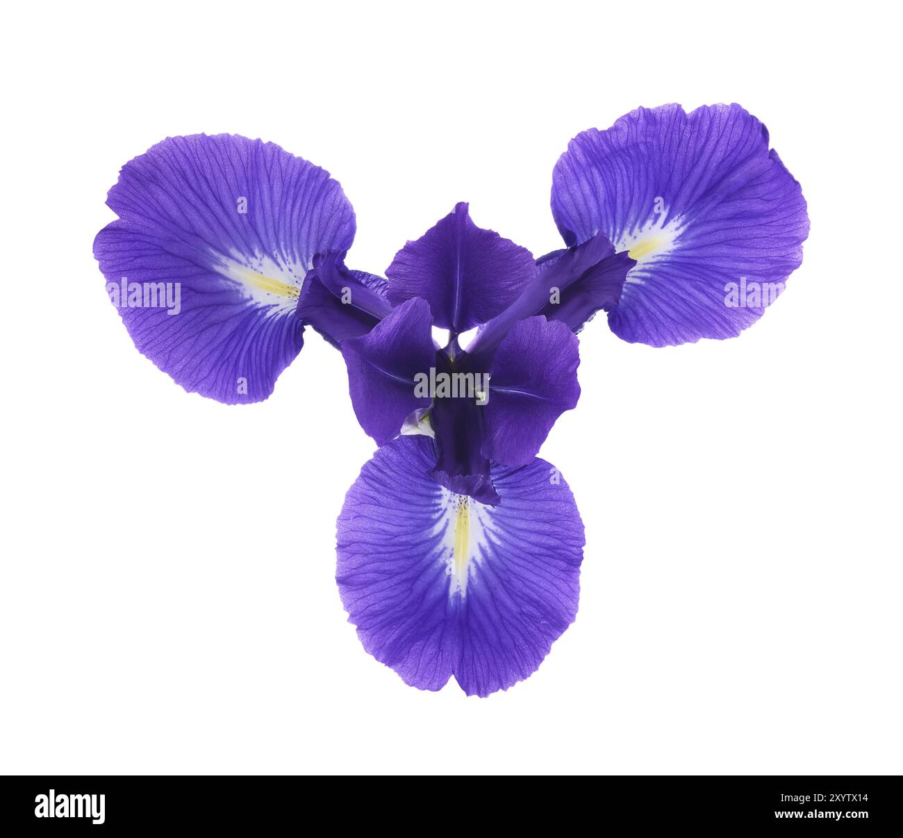 Purple Iris flower with three petals, Iris versicolor isolated on white ...