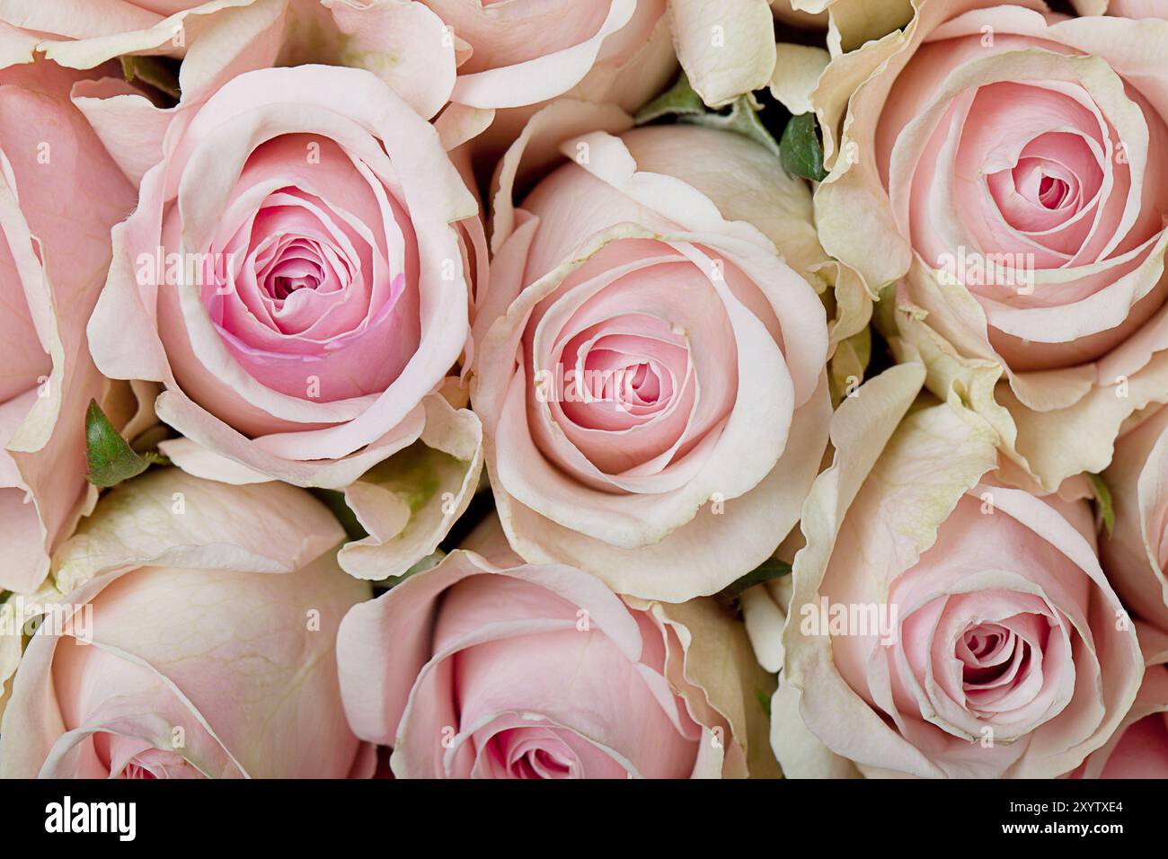 Solitary open pink rose hi-res stock photography and images - Alamy