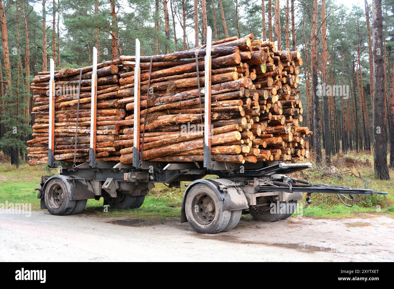Sawed-off tree trunks in the forest are ready for removal Stock Photo ...
