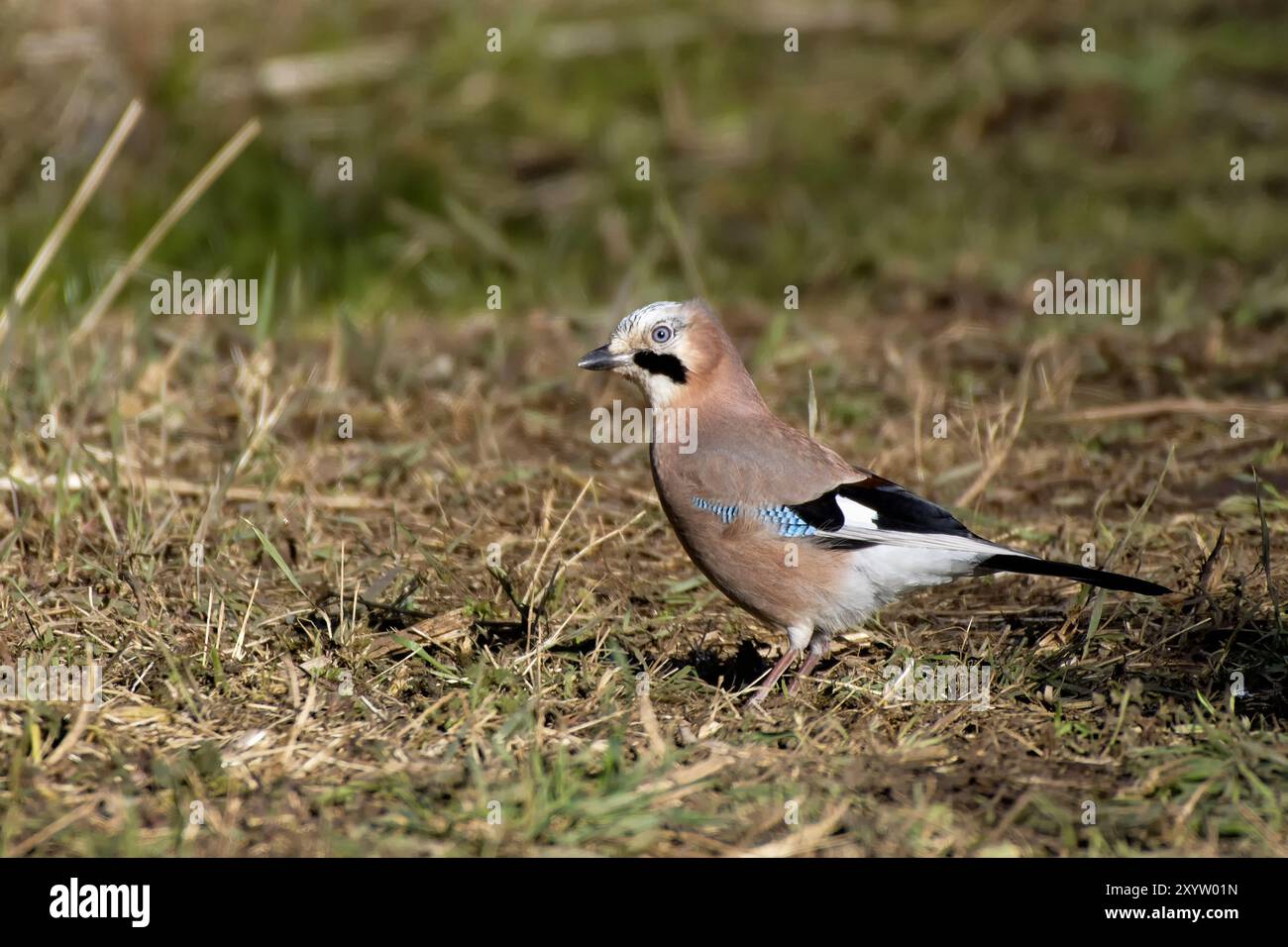 Jay photographs hi-res stock photography and images - Alamy