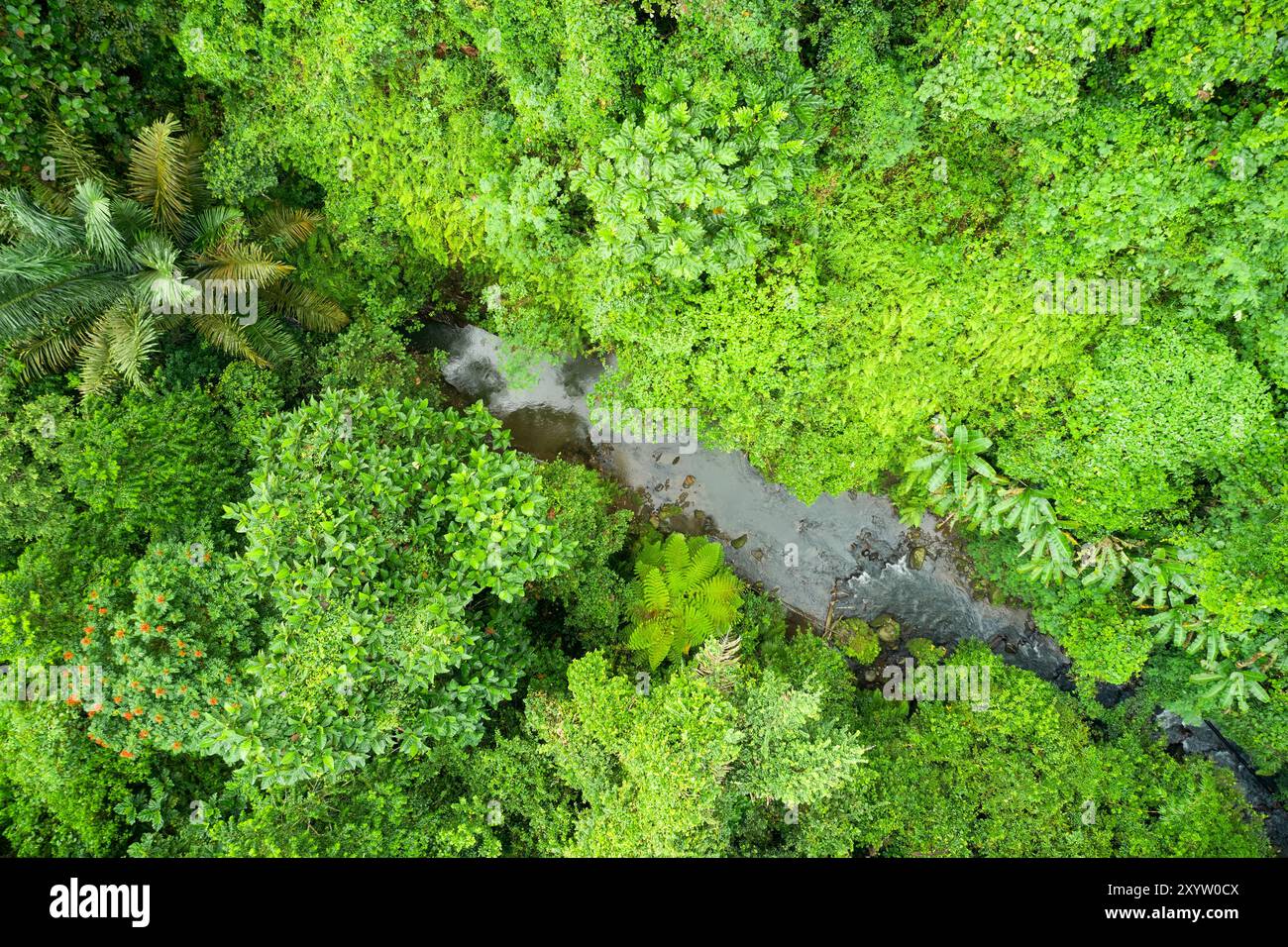 Green forest river aerial hi-res stock photography and images - Alamy