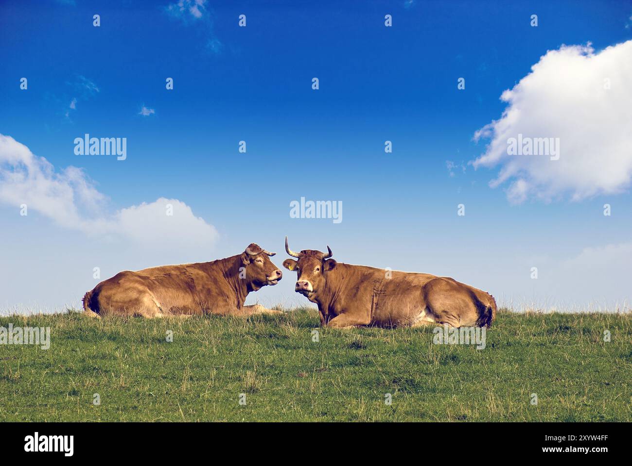 Cattle grazing on hilly pasture hi-res stock photography and images - Alamy