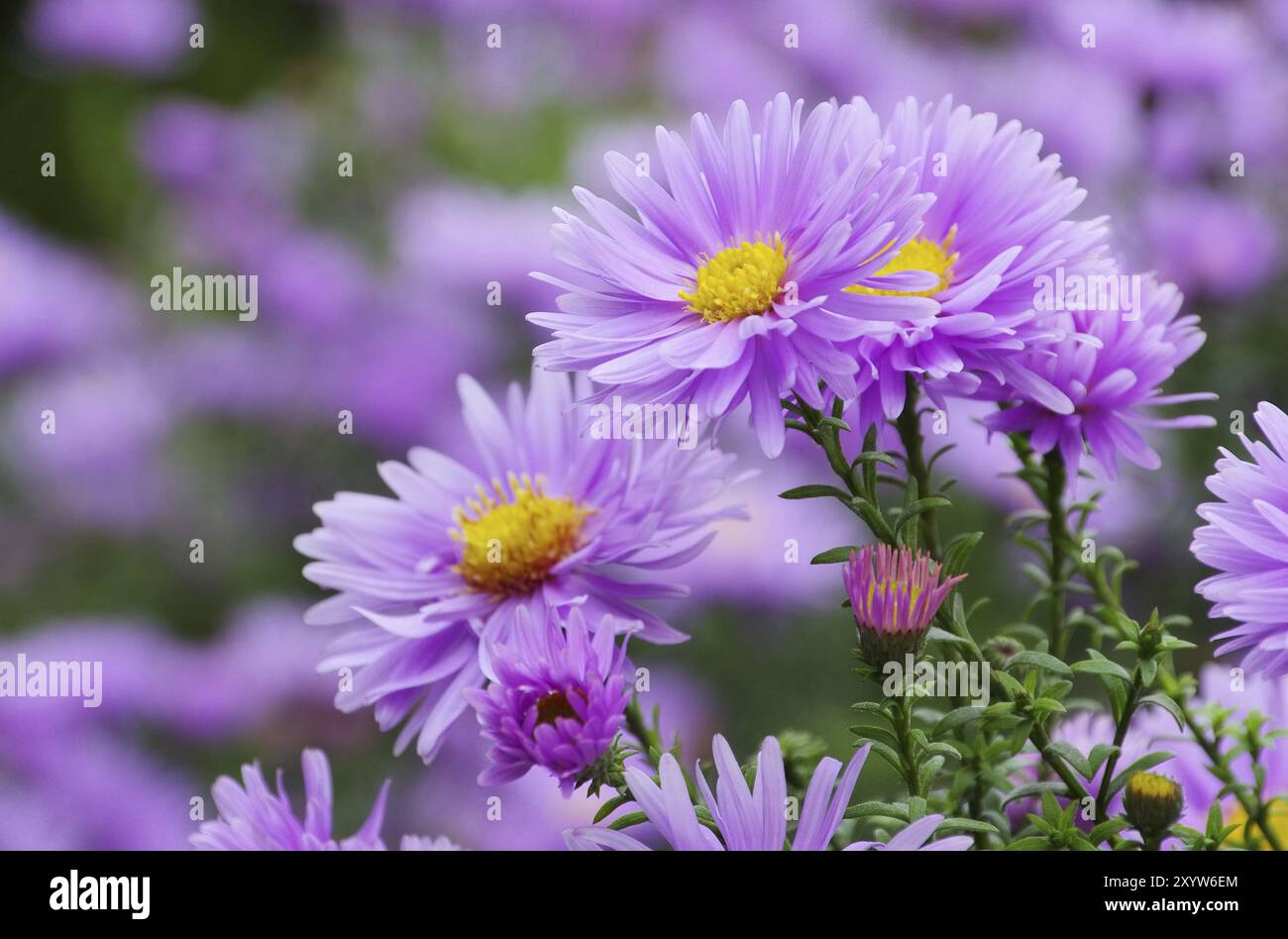 Aster Novi Belgii 01 Stock Photo