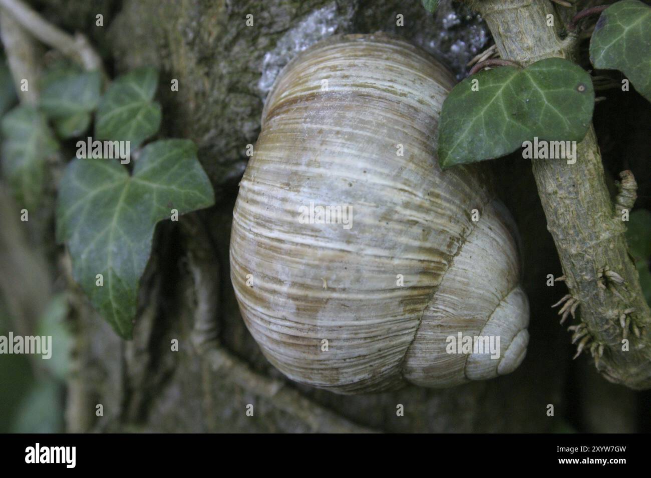 Vineyard snail in dry dormancy on a tree trunk Stock Photo