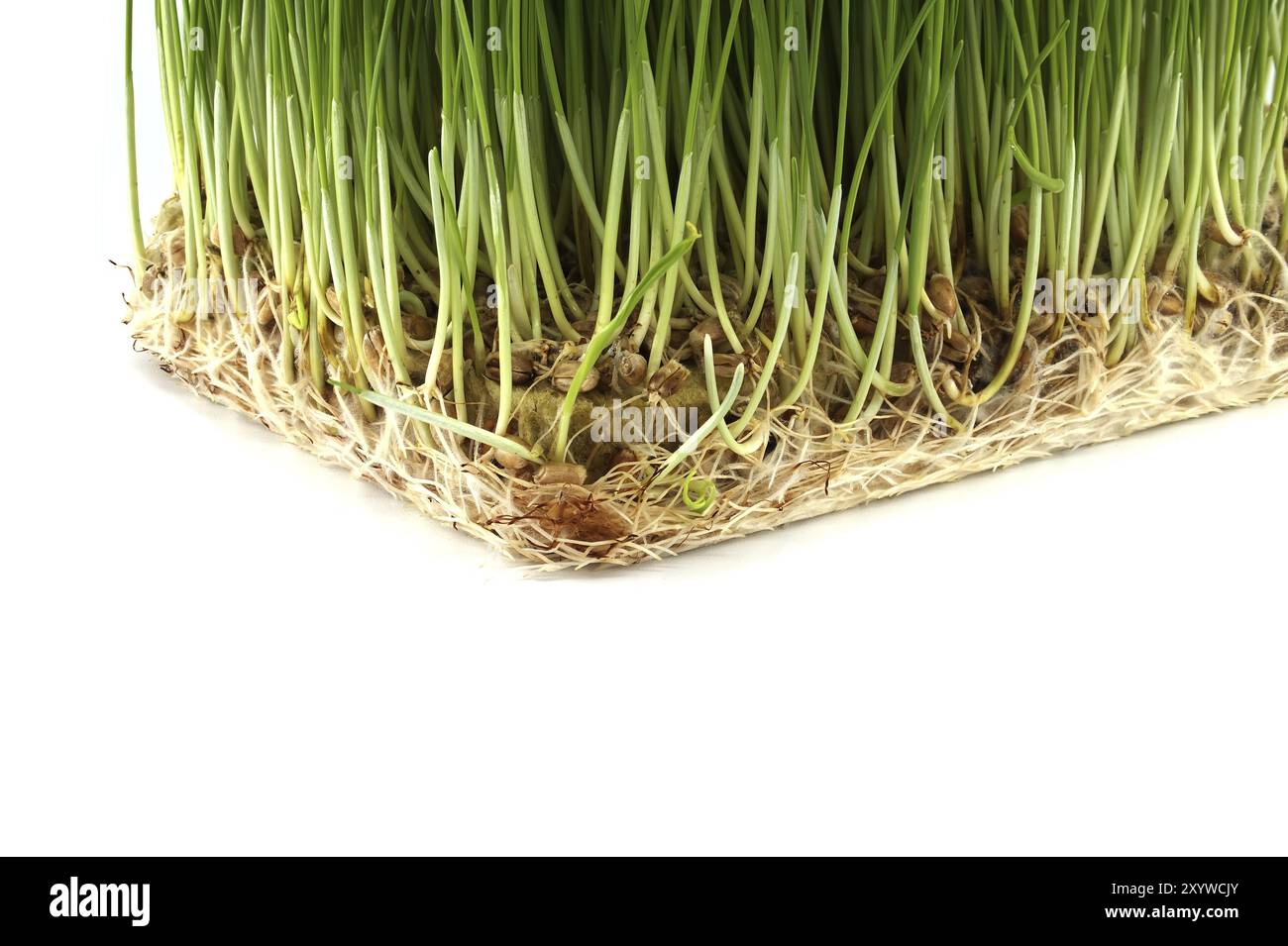 Fresh green wheatgrass with visible roots isolated on white background ...