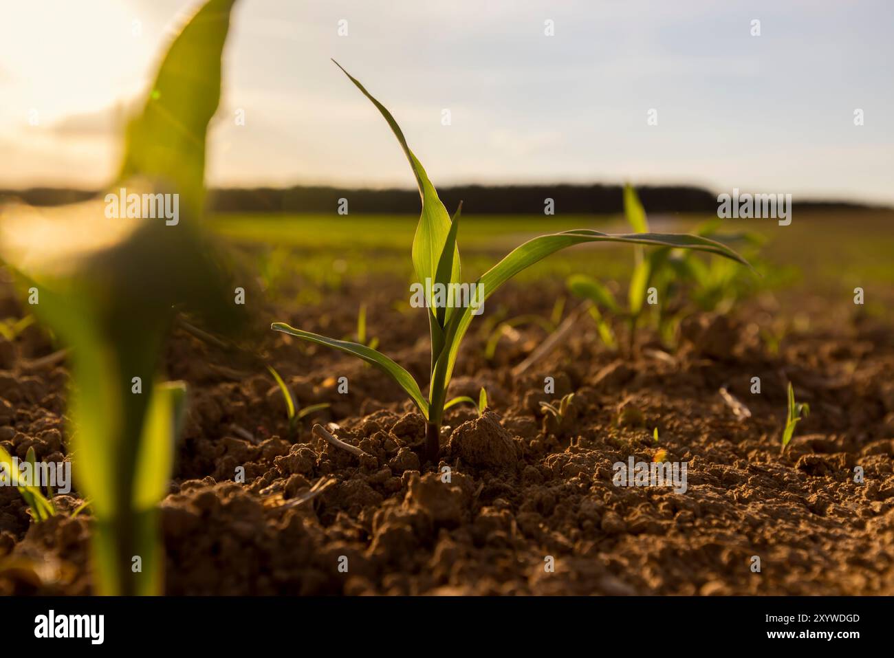 Shoots of corn plants hi-res stock photography and images - Alamy