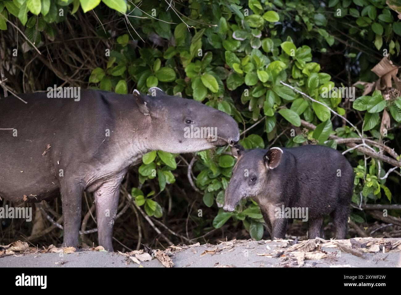 Baird's tapir (Tapirus bairdii), mother and young, in the rainforest, Corcovado National Park, Osa, Puntarena Province, Costa Rica, Central America Stock Photo