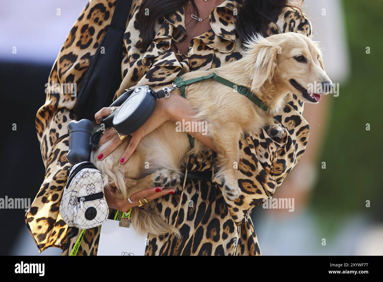 Leo Leclerc mleux , dog of LECLERC Charles (mco), Scuderia Ferrari SF-24,  portrait during the Formula 1 Pirelli Gran Premio dâ€™Italia 2024, Italian  Grand Prix 2024, 16th round of the 2024 Formula