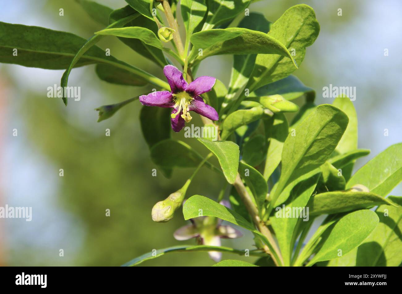 Goji blossom, Goji berry blossom 03 Stock Photo