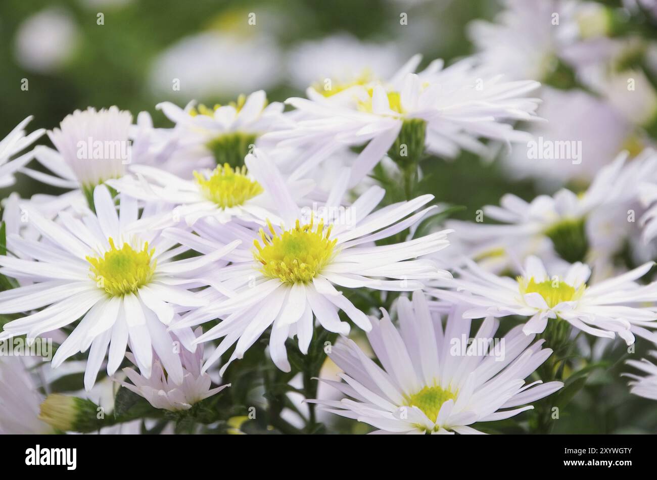 Aster white, Aster white 01 Stock Photo