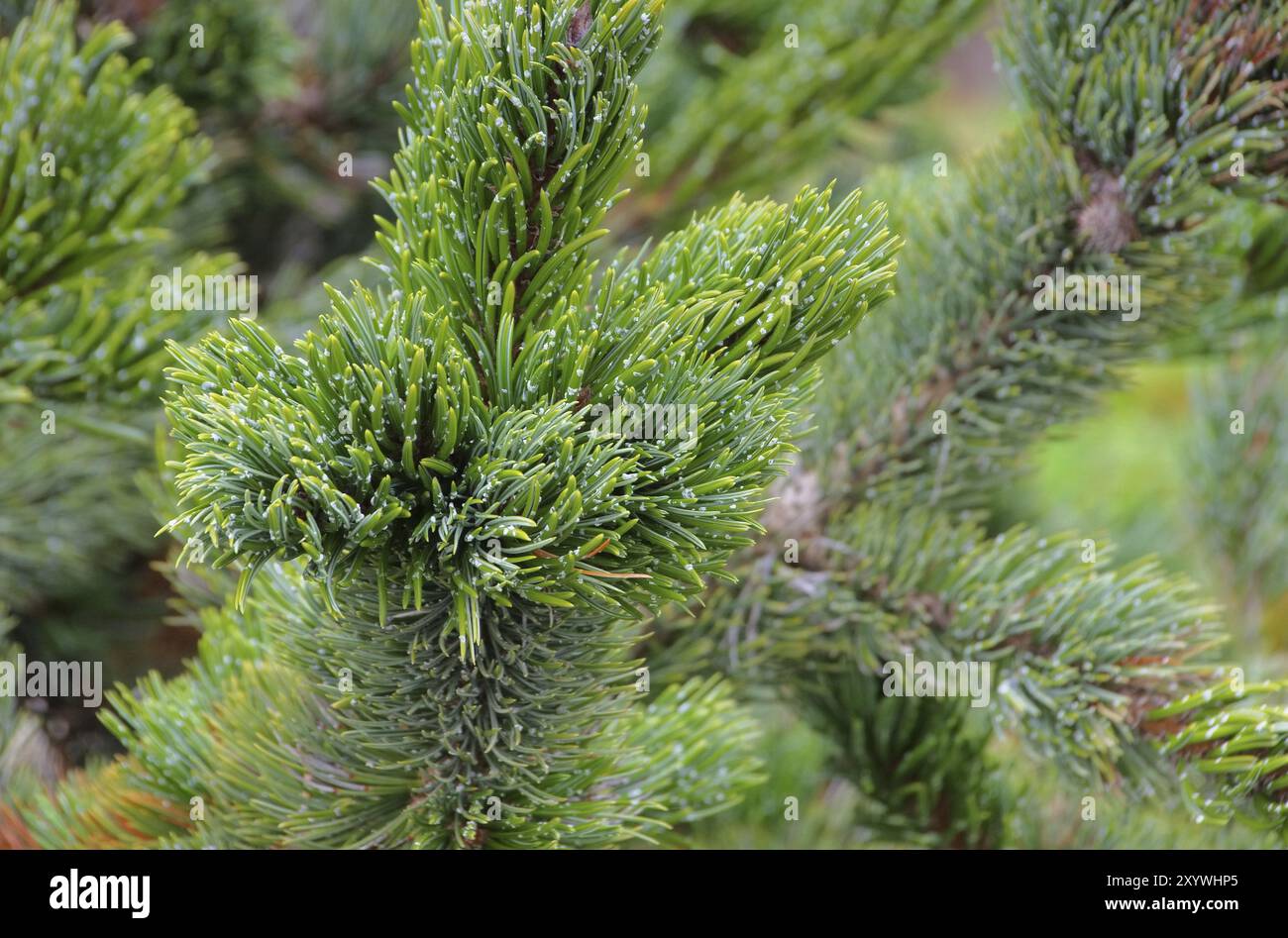 Colorado bristlecone pine hi-res stock photography and images - Alamy